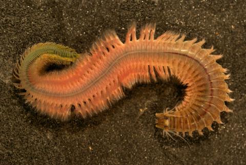 Annelid Adaptations & Art