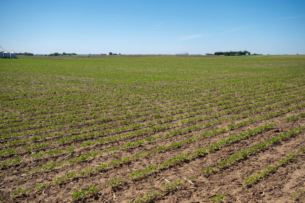 Soybean plants begin to show signs of growth at Mark Tuttle's soy farm in Somonauk, Illinois, U.S., May 30, 2024. REUTERS/Jim Vondruska