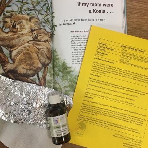 Koala Odor