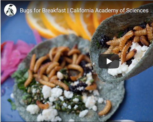 Video: Bugs for Breakfast