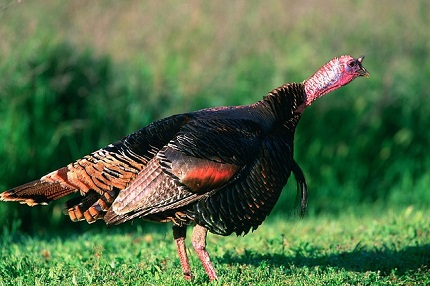 The History of Thanksgiving